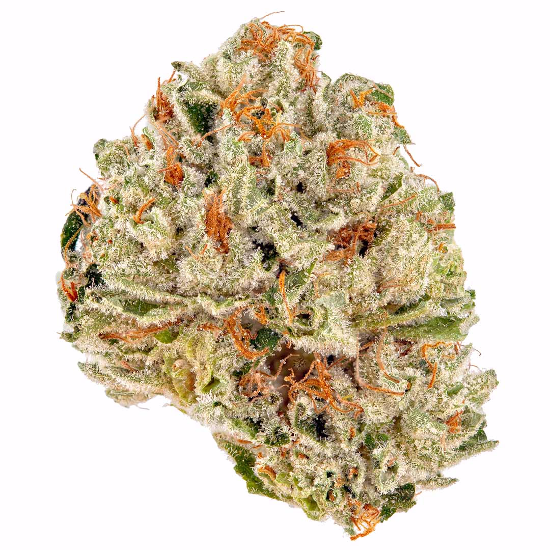Devil's Lettuce Weed